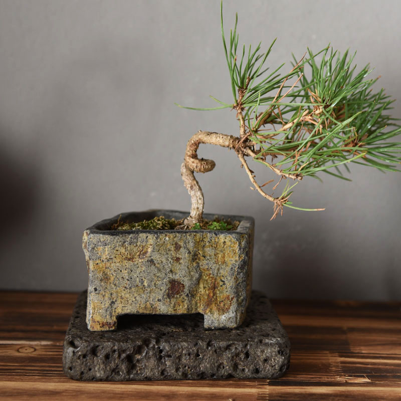 Basalt Natural Stone Flower Po - Bonsai Garden Chinese Garden ulasan dan harga