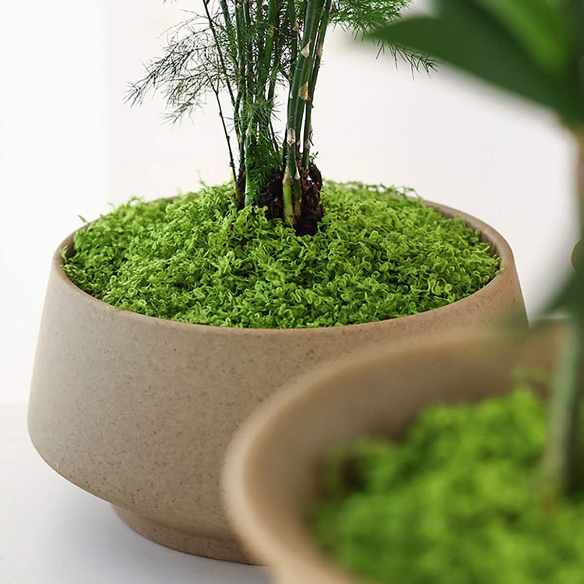 About 20g Artificial Green Pla - Bonsai Garden Decor ulasan dan harga